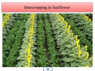 Intercropping in Sunflower
49
 