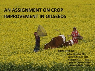 AN ASSIGNMENT ON CROP
IMPROVEMENT IN OILSEEDS
PRESENTED BY:
Aliza shrestha (9)
Santosh Pathak (18)
Santosh K.C . (27)
Prativa Dhakal (36)
Nabin Subedi (45)
 