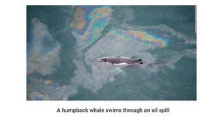 A humpback whale swims through an oil spill
 