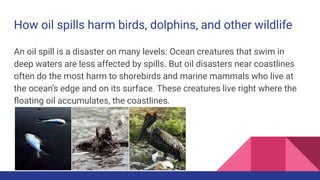 How oil spills harm birds, dolphins, and other wildlife
An oil spill is a disaster on many levels. Ocean creatures that swim in
deep waters are less affected by spills. But oil disasters near coastlines
often do the most harm to shorebirds and marine mammals who live at
the ocean's edge and on its surface. These creatures live right where the
ﬂoating oil accumulates, the coastlines.
 