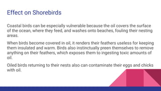 Effect on Shorebirds
Coastal birds can be especially vulnerable because the oil covers the surface
of the ocean, where they feed, and washes onto beaches, fouling their nesting
areas.
When birds become covered in oil, it renders their feathers useless for keeping
them insulated and warm. Birds also instinctually preen themselves to remove
anything on their feathers, which exposes them to ingesting toxic amounts of
oil.
Oiled birds returning to their nests also can contaminate their eggs and chicks
with oil.
 
