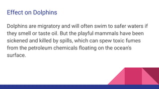 Dolphins are migratory and will often swim to safer waters if
they smell or taste oil. But the playful mammals have been
sickened and killed by spills, which can spew toxic fumes
from the petroleum chemicals ﬂoating on the ocean's
surface.
Effect on Dolphins
 