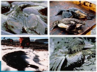 Oil spill ppt