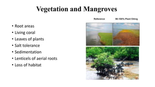 Vegetation and Mangroves
• Root areas
• Living coral
• Leaves of plants
• Salt tolerance
• Sedimentation
• Lenticels of aerial roots
• Loss of habitat
 