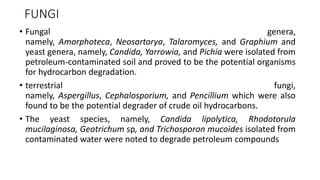 FUNGI
• Fungal genera,
namely, Amorphoteca, Neosartorya, Talaromyces, and Graphium and
yeast genera, namely, Candida, Yarrowia, and Pichia were isolated from
petroleum-contaminated soil and proved to be the potential organisms
for hydrocarbon degradation.
• terrestrial fungi,
namely, Aspergillus, Cephalosporium, and Pencillium which were also
found to be the potential degrader of crude oil hydrocarbons.
• The yeast species, namely, Candida lipolytica, Rhodotorula
mucilaginosa, Geotrichum sp, and Trichosporon mucoides isolated from
contaminated water were noted to degrade petroleum compounds
 