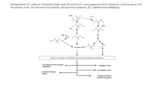 Biodegradation of n-alkanes: metabolism begins with the activity of a monooxygenase which introduces a hydroxyl group into
the aliphatic chain. [A]-monoterminal oxidation, [B]-biterminal oxidation, [C]- subterminal oxidation);
 