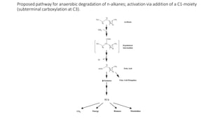 Proposed pathway for anaerobic degradation of n-alkanes; activation via addition of a C1-moiety
(subterminal carboxylation at C3).
 