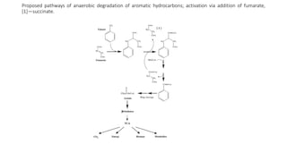 Proposed pathways of anaerobic degradation of aromatic hydrocarbons; activation via addition of fumarate,
[1]—succinate.
 