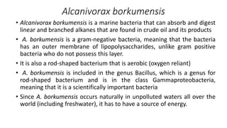 Alcanivorax borkumensis
• Alcanivorax borkumensis is a marine bacteria that can absorb and digest
linear and branched alkanes that are found in crude oil and its products
• A. borkumensis is a gram-negative bacteria, meaning that the bacteria
has an outer membrane of lipopolysaccharides, unlike gram positive
bacteria who do not possess this layer.
• It is also a rod-shaped bacterium that is aerobic (oxygen reliant)
• A. borkumensis is included in the genus Bacillus, which is a genus for
rod-shaped bacterium and is in the class Gammaproteobacteria,
meaning that it is a scientifically important bacteria
• Since A. borkumensis occurs naturally in unpolluted waters all over the
world (including freshwater), it has to have a source of energy.
 
