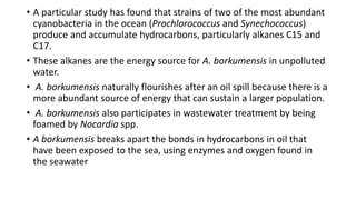 • A particular study has found that strains of two of the most abundant
cyanobacteria in the ocean (Prochlorococcus and Synechococcus)
produce and accumulate hydrocarbons, particularly alkanes C15 and
C17.
• These alkanes are the energy source for A. borkumensis in unpolluted
water.
• A. borkumensis naturally flourishes after an oil spill because there is a
more abundant source of energy that can sustain a larger population.
• A. borkumensis also participates in wastewater treatment by being
foamed by Nocardia spp.
• A borkumensis breaks apart the bonds in hydrocarbons in oil that
have been exposed to the sea, using enzymes and oxygen found in
the seawater
 