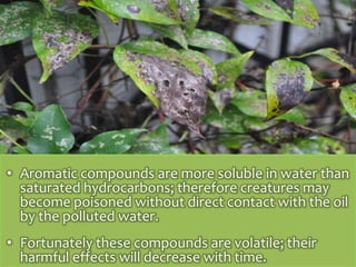 • Aromatic compounds are more soluble in water than
saturated hydrocarbons; therefore creatures may
become poisoned without direct contact with the oil
by the polluted water.
• Fortunately these compounds are volatile; their
harmful effects will decrease with time.

 