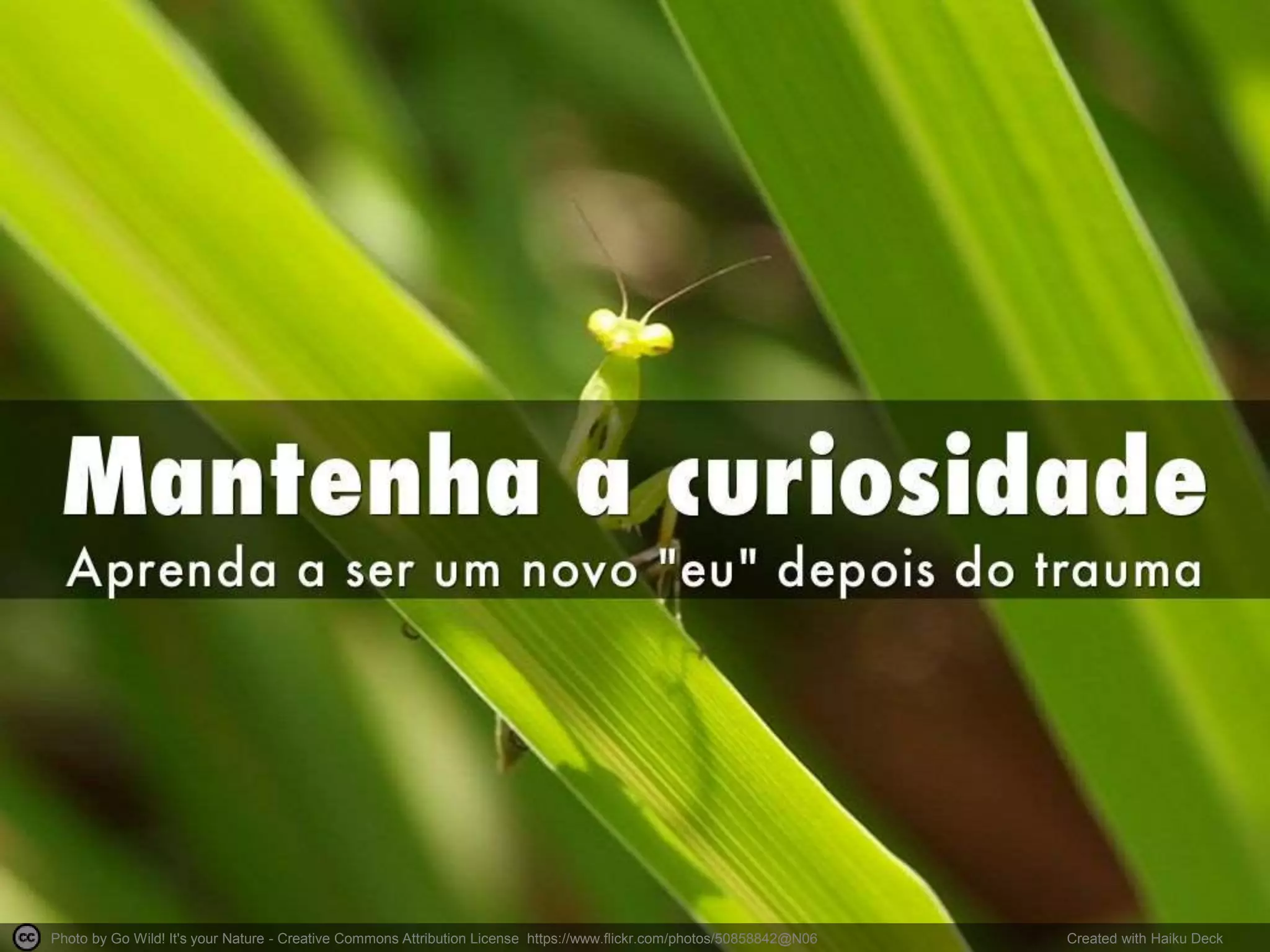 Photo by Go Wild! It's your Nature - Creative Commons Attribution License https://www.flickr.com/photos/50858842@N06 Created with Haiku Deck