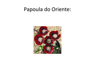 Papoula do Oriente:
 