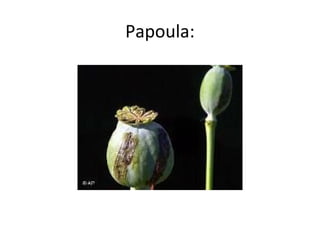 Papoula:
 