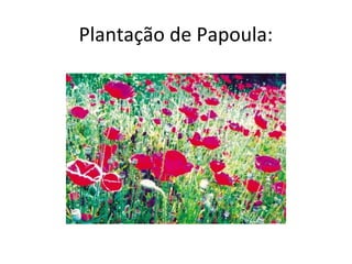 Plantação de Papoula:
 