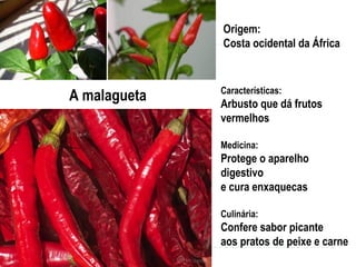 A malagueta Características:
Arbusto que dá frutos
vermelhos
Medicina:
Protege o aparelho
digestivo
e cura enxaquecas
Culinária:
Confere sabor picante
aos pratos de peixe e carne
Origem:
Costa ocidental da África
 