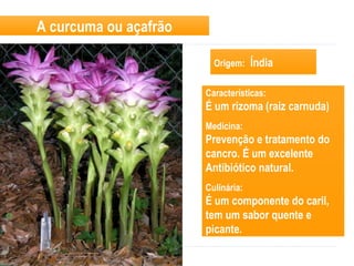 A curcuma ou açafrão
Origem: Índia
Características:
É um rizoma (raiz carnuda)
Medicina:
Prevenção e tratamento do
cancro. É um excelente
Antibiótico natural.
Culinária:
É um componente do caril,
tem um sabor quente e
picante.
 