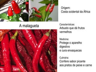 A malagueta Características: Arbusto que dá frutos  vermelhos  Medicina:  Protege o aparelho  digestivo e cura enxaquecas Culinária: Confere sabor picante  aos pratos de peixe e carne  Origem: Costa ocidental da África 