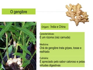 O gengibre Origem:   Índia e China Características: É um rizoma (raiz carnuda) Medicina:  Chá de gengibre trata gripes, tosse e resfriado  Culinária: É apreciado pelo sabor caloroso e pelas virtudes digestivas  