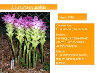 A curcuma ou açafrão Origem:   Índia Características: É um rizoma (raiz carnuda) Medicina:  Prevenção e tratamento do  cancro. É um excelente  Antibiótico natural.  Culinária: É um componente do caril,  tem um sabor quente e  picante.  