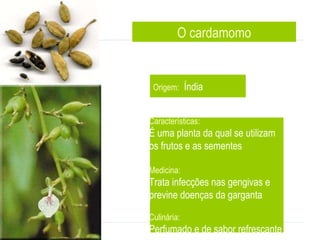 O cardamomo Origem:   Índia Características: É uma planta da qual se utilizam os frutos e as sementes  Medicina:  Trata infecções nas gengivas e  previne doenças da garganta  Culinária: Perfumado e de sabor refrescante  