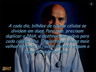 A cada dia, bilhões de nossas células seA cada dia, bilhões de nossas células se
dividem em duas. Para isso, precisamdividem em duas. Para isso, precisam
duplicar o DNA, e destinar uma cópia paraduplicar o DNA, e destinar uma cópia para
cada célula-filha. Enquanto as células maiscada célula-filha. Enquanto as células mais
velhas morrem, as recém criadas ocupam ovelhas morrem, as recém criadas ocupam o
lugar deixado por elas.lugar deixado por elas.
 