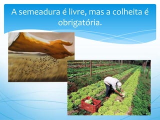 A semeadura é livre, mas a colheita é obrigatória.
