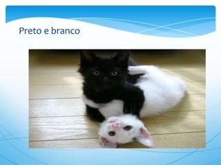Preto e branco