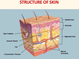 STRUCTURE OF SKIN
 
