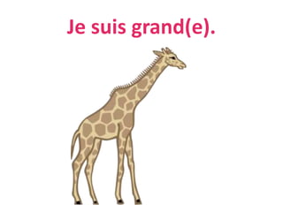 Je suis grand(e).
 