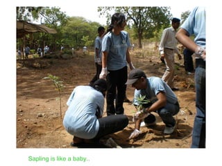 Sapling is like a baby.. 
