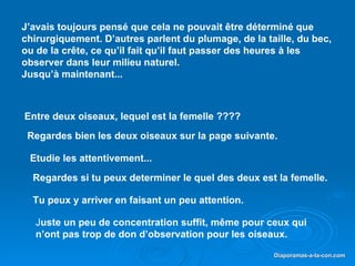 J uste un peu de concentration suffit, même pour ceux qui n’ont pas trop de don d’observation pour les oiseaux.  J’avais toujours pensé que cela ne pouvait être déterminé que chirurgiquement. D’autres parlent du plumage, de la taille, du bec, ou de la crête, ce qu’il fait qu’il faut passer des heures à les observer dans leur milieu naturel.  Jusqu’à maintenant... Entre deux oiseaux, lequel est la femelle ???? Regardes bien les deux oiseaux sur la page suivante. Etudie les attentivement... Regardes si tu peux determiner le quel des deux est la femelle. Tu peux y arriver en faisant un peu attention. 