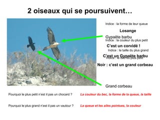 2 oiseaux qui se poursuivent…
Indice : la forme de leur queue

Losange
Gypaête barbu

Indice : la couleur du plus petit

C’est un corvidé !
Indice : la taille du plus grand

C’est un Gypaëte barbu
Indice : le bec du plus petit
Noir : c’est un grand corbeau

Grand corbeau
Pourquoi le plus petit n’est il pas un chocard ?

La couleur du bec, la forme de la queue, la taille

Pourquoi le plus grand n’est il pas un vautour ?

La queue et les ailes pointues, la couleur

 