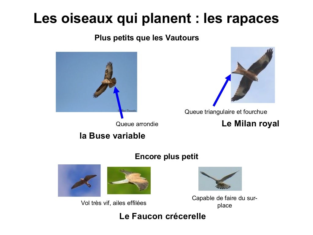 Oiseaux
