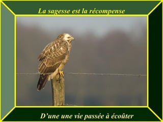 La sagesse est la récompense   D’une une vie passée à écoûter 