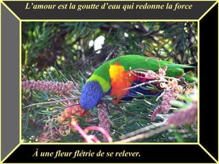 L’amour est la goutte d’eau qui redonne la force À une fleur flétrie de se relever. 