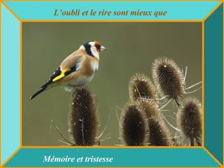 L’oubli et le rire sont mieux que Mémoire et tristesse 