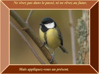Ne vivez pas dans le passé, ni ne rêvez au futur , Mais appliquez-vous au présent. 