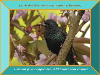 La vie doit être vécue avec amour et humour, L’amour pour comprendre, et l’humour pour endurer 