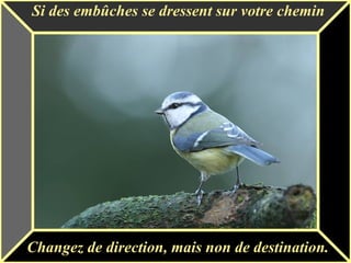 Si des embûches se dressent sur votre chemin Changez de direction, mais non de destination.   