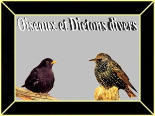 Oiseaux et Dictons divers 