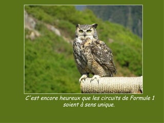 C'est encore heureux que les circuits de Formule 1 soient à sens unique.  