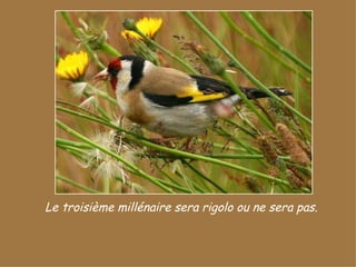 Le troisième millénaire sera rigolo ou ne sera pas. 