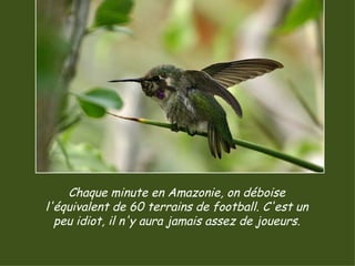 Chaque minute en Amazonie, on déboise l'équivalent de 60 terrains de football. C'est un peu idiot, il n'y aura jamais assez de joueurs. 