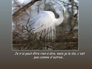 Je n'ai peut-être rien à dire, mais je le dis, c'est pas comme d'autres...  