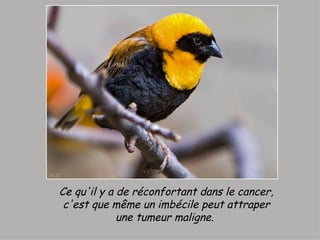 Ce qu'il y a de réconfortant dans le cancer, c'est que même un imbécile peut attraper une tumeur maligne.  