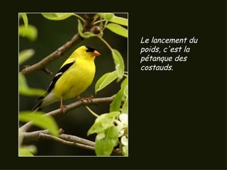 Le lancement du poids, c'est la pétanque des costauds.  