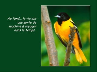 Au fond... la vie est une sorte de machine à voyager dans le temps.  