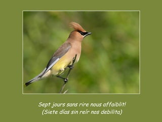 Sept jours sans rire nous affaiblit! (Siete días sin reír nos debilita) 