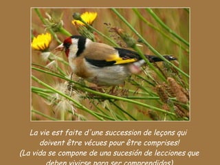 La vie est faite d'une succession de leçons qui  doivent être vécues pour être comprises! (La vida se compone de una sucesión de lecciones que deben vivirse para ser comprendidas) 